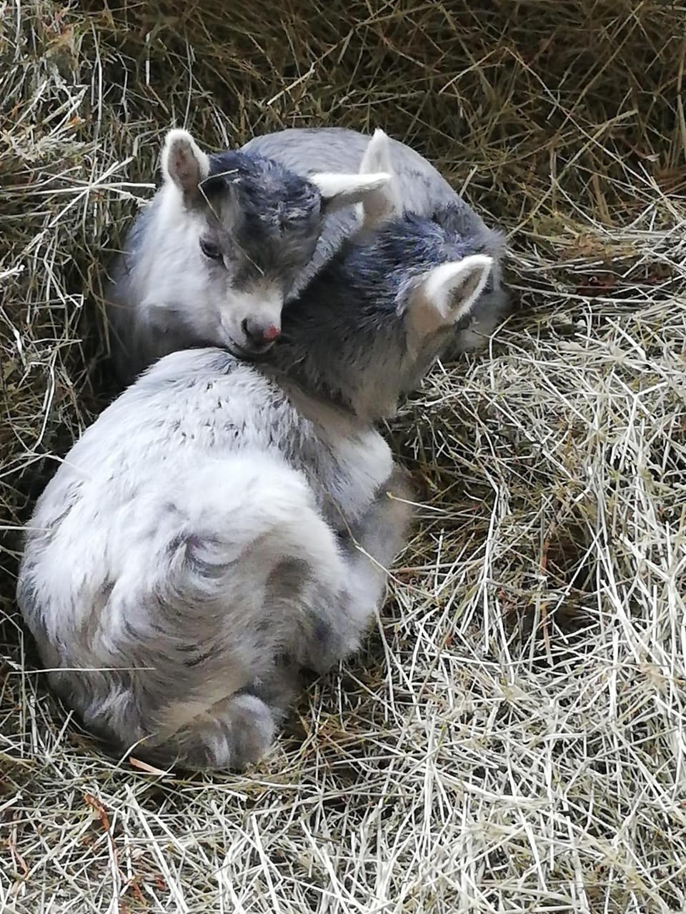Animals