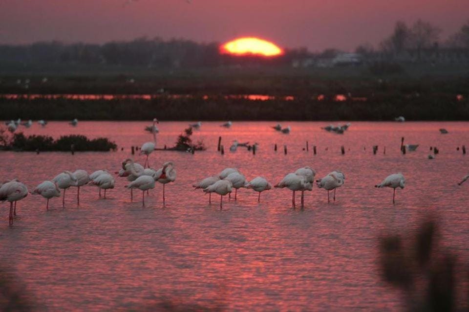 Natural landscape, Animals, Sunset