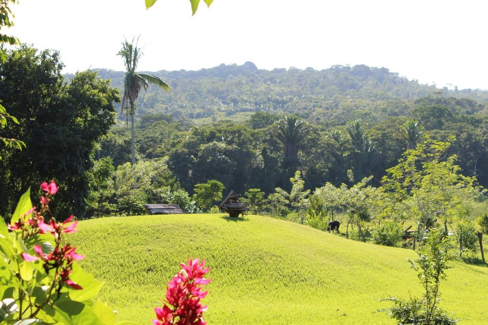 Nearby landmark, Natural landscape, Garden, Garden view