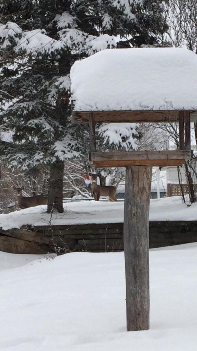 Winter, Animals
