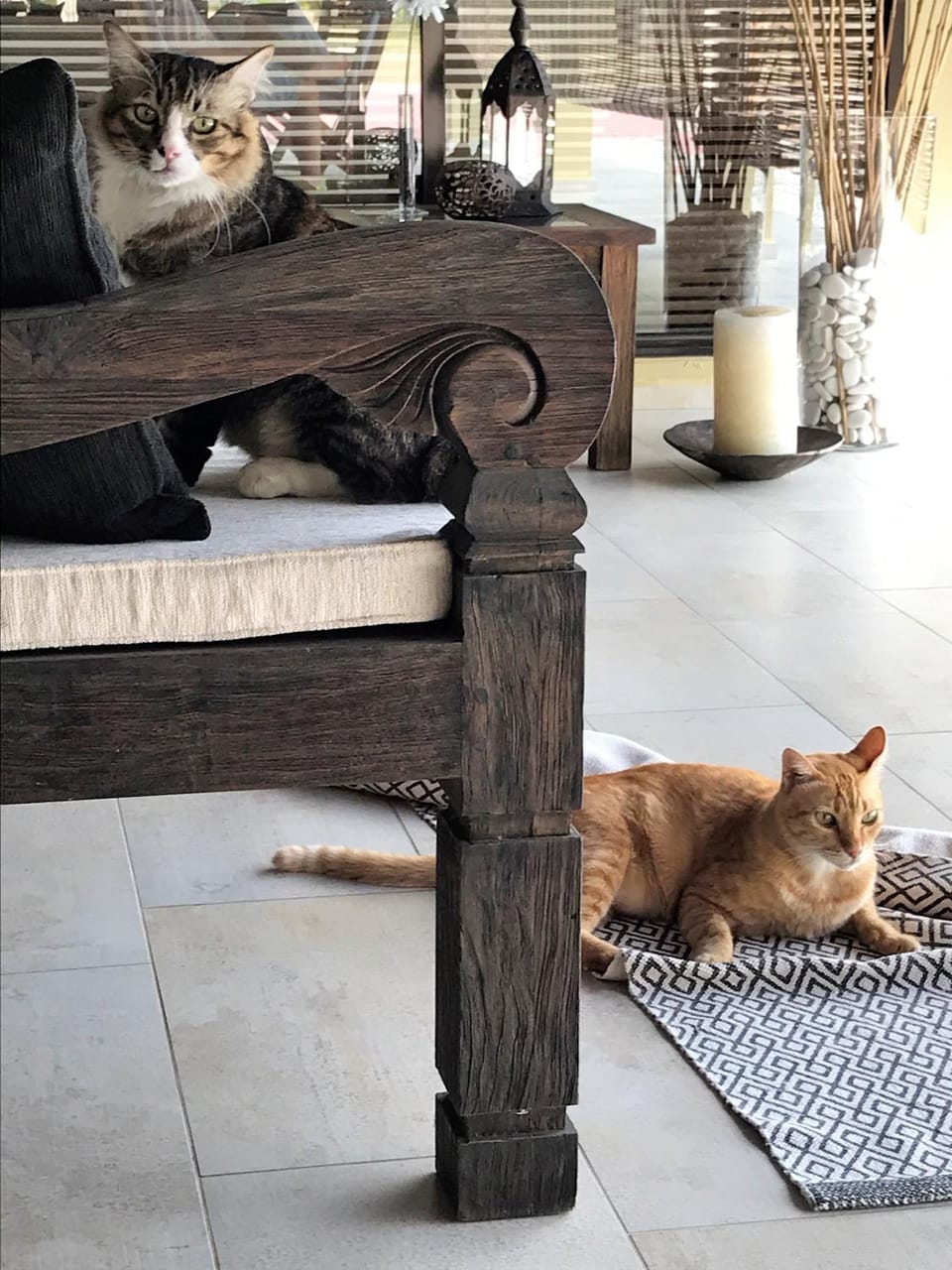 Pets
