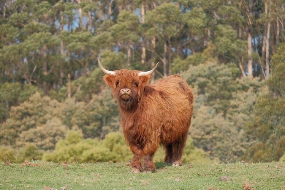 Ruby's Cottage Farm Stay Farm Stay in Port Arthur