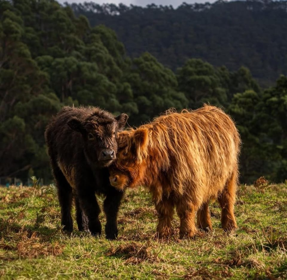 Ruby's Cottage Farm Stay Farm Stay in Port Arthur