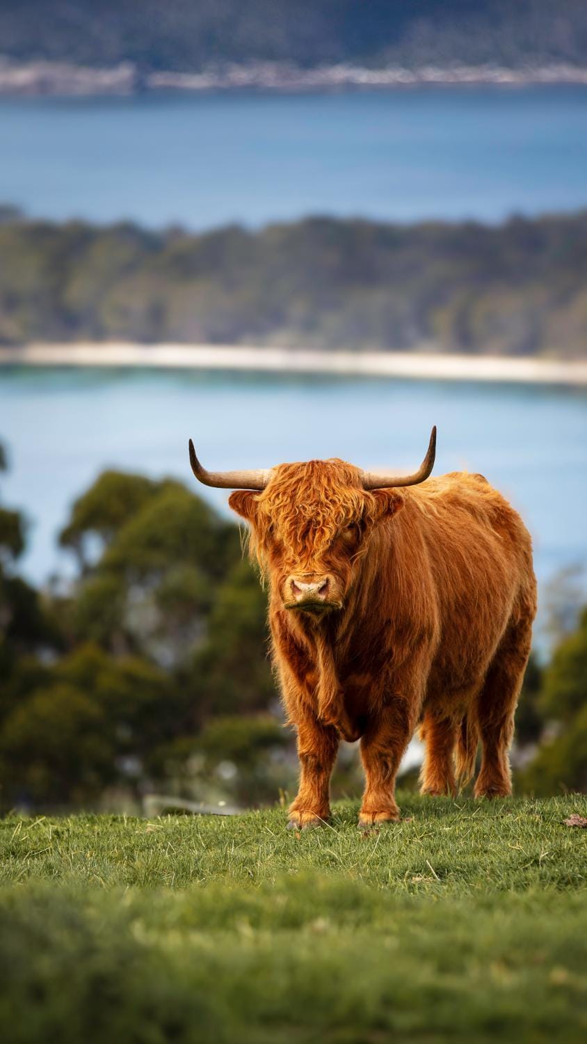 Ruby's Cottage Farm Stay Farm Stay in Port Arthur