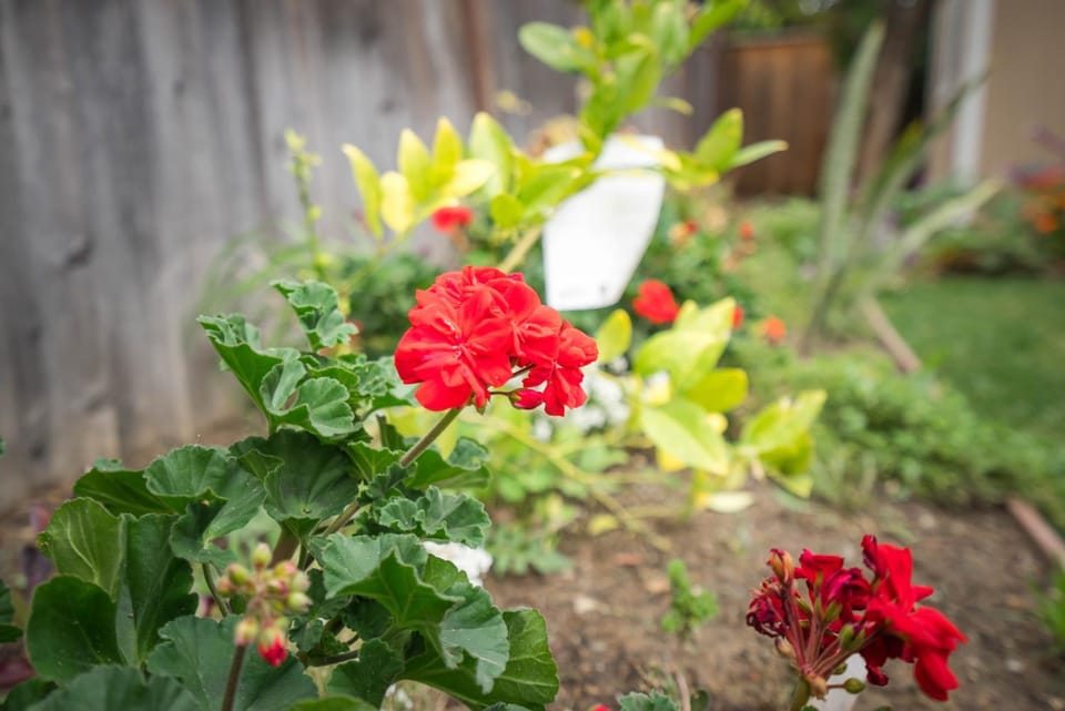 Great Stay in San Jose Bed and Breakfast in San Jose
