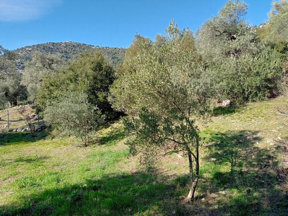 Natural landscape, Garden