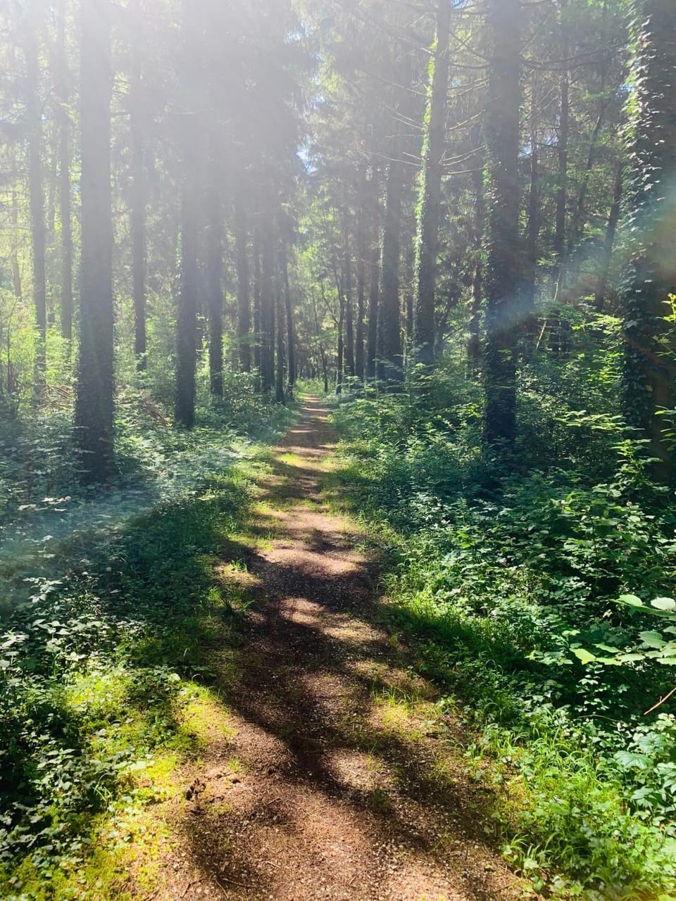 Hiking