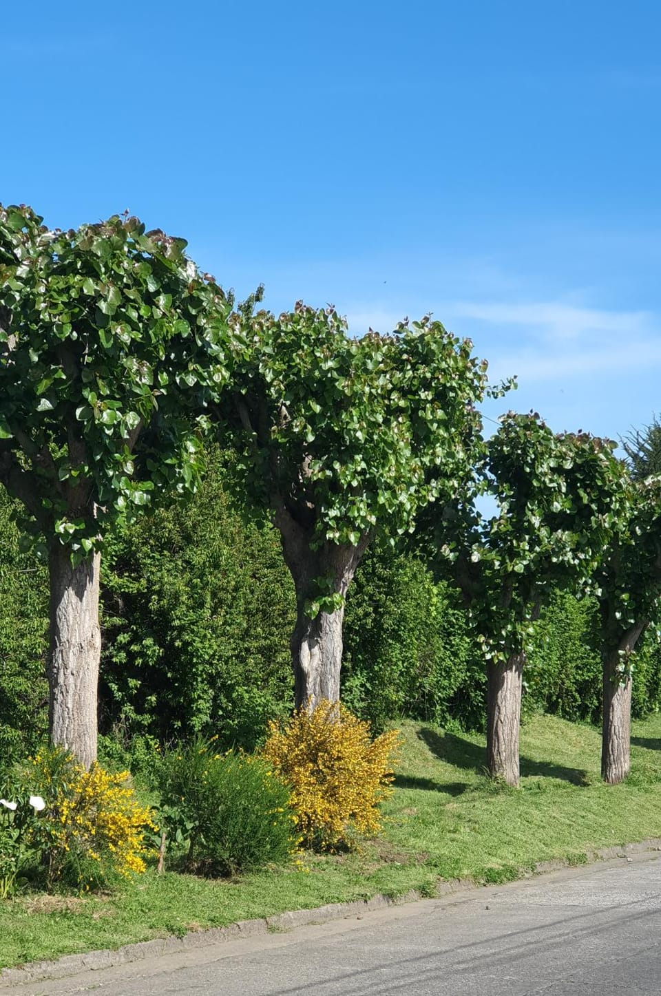 Natural landscape