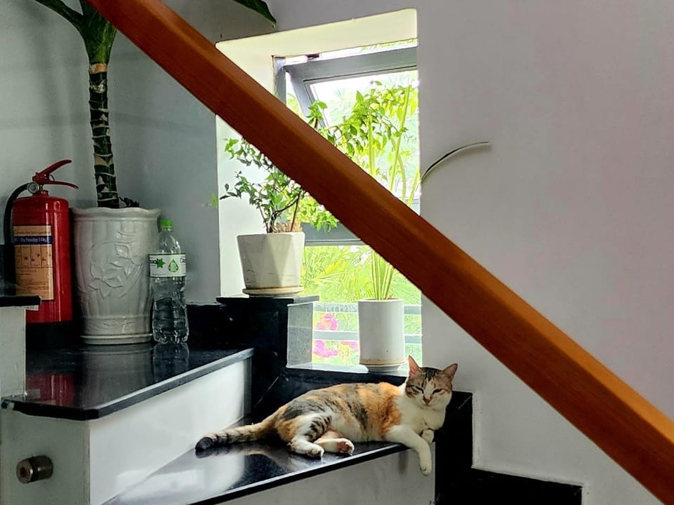 Decorative detail, Pets