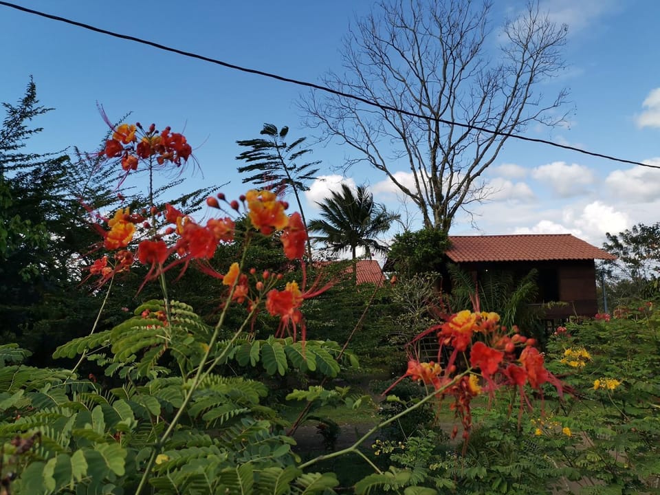 Garden, Garden view