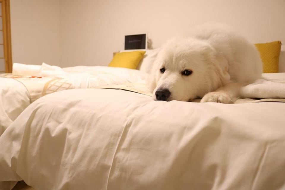 Bed, Pets
