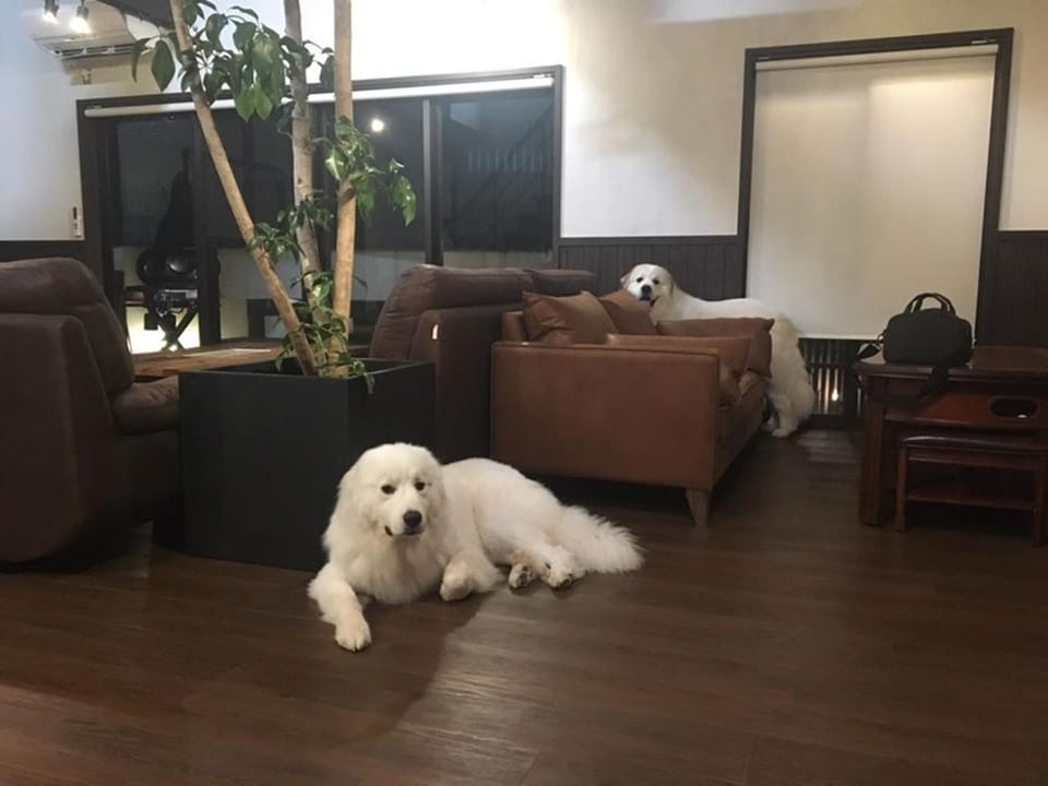 Pets