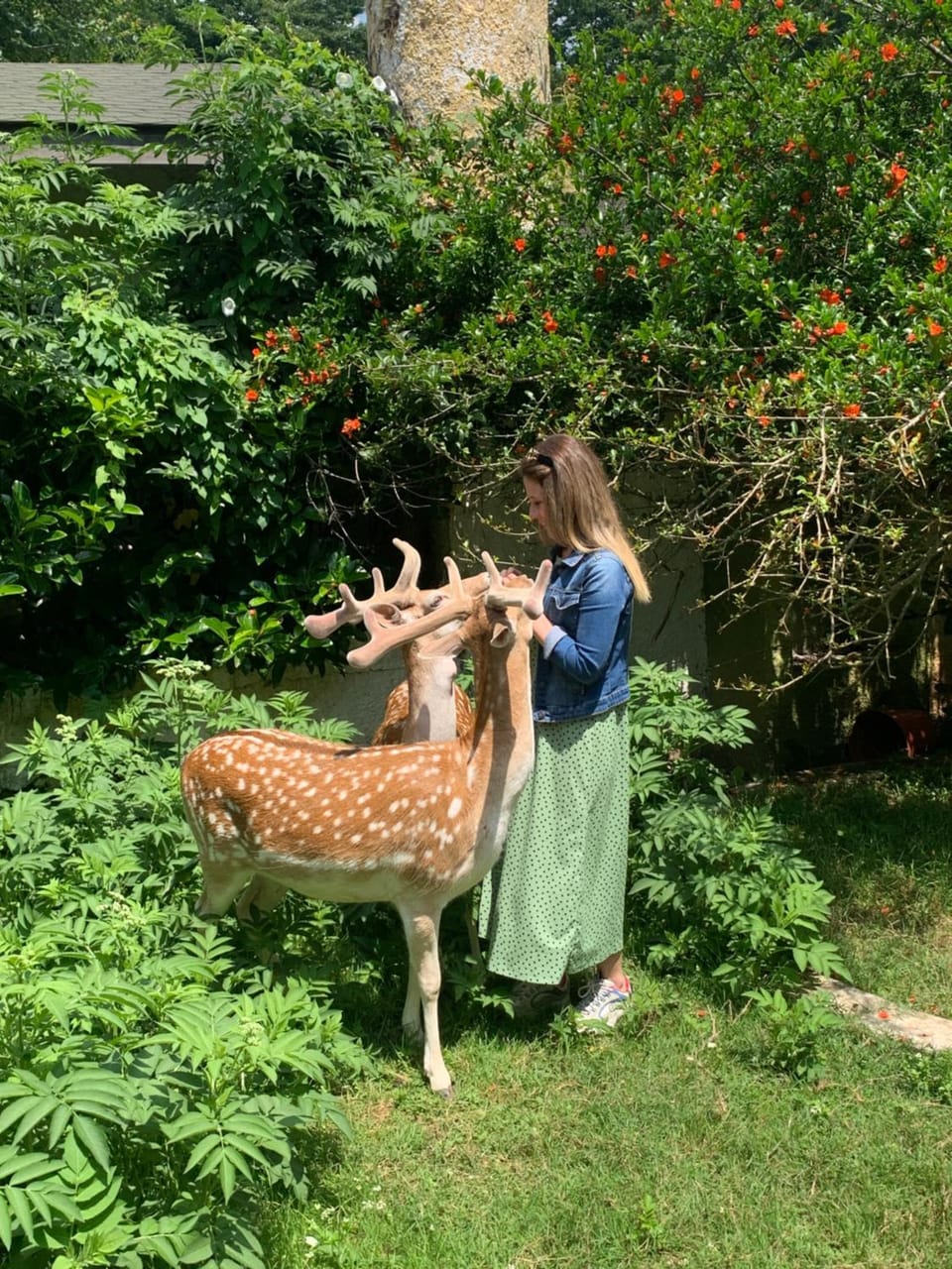 Animals, Animals, Animals, Pets, Pets, Pets