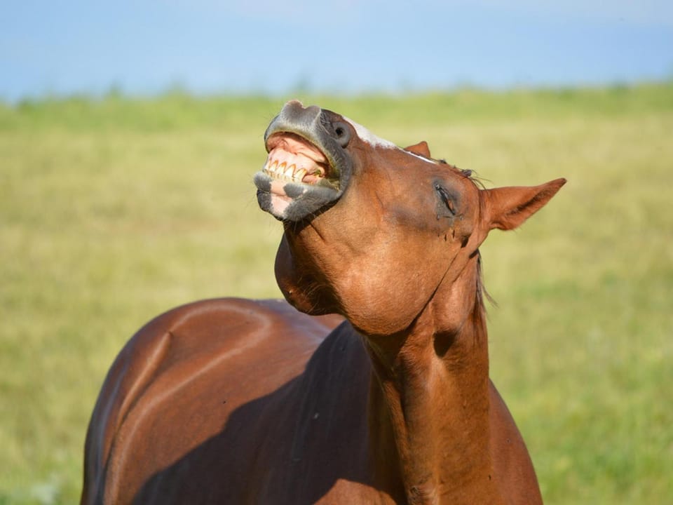 Horse-riding, Animals, Pets, children