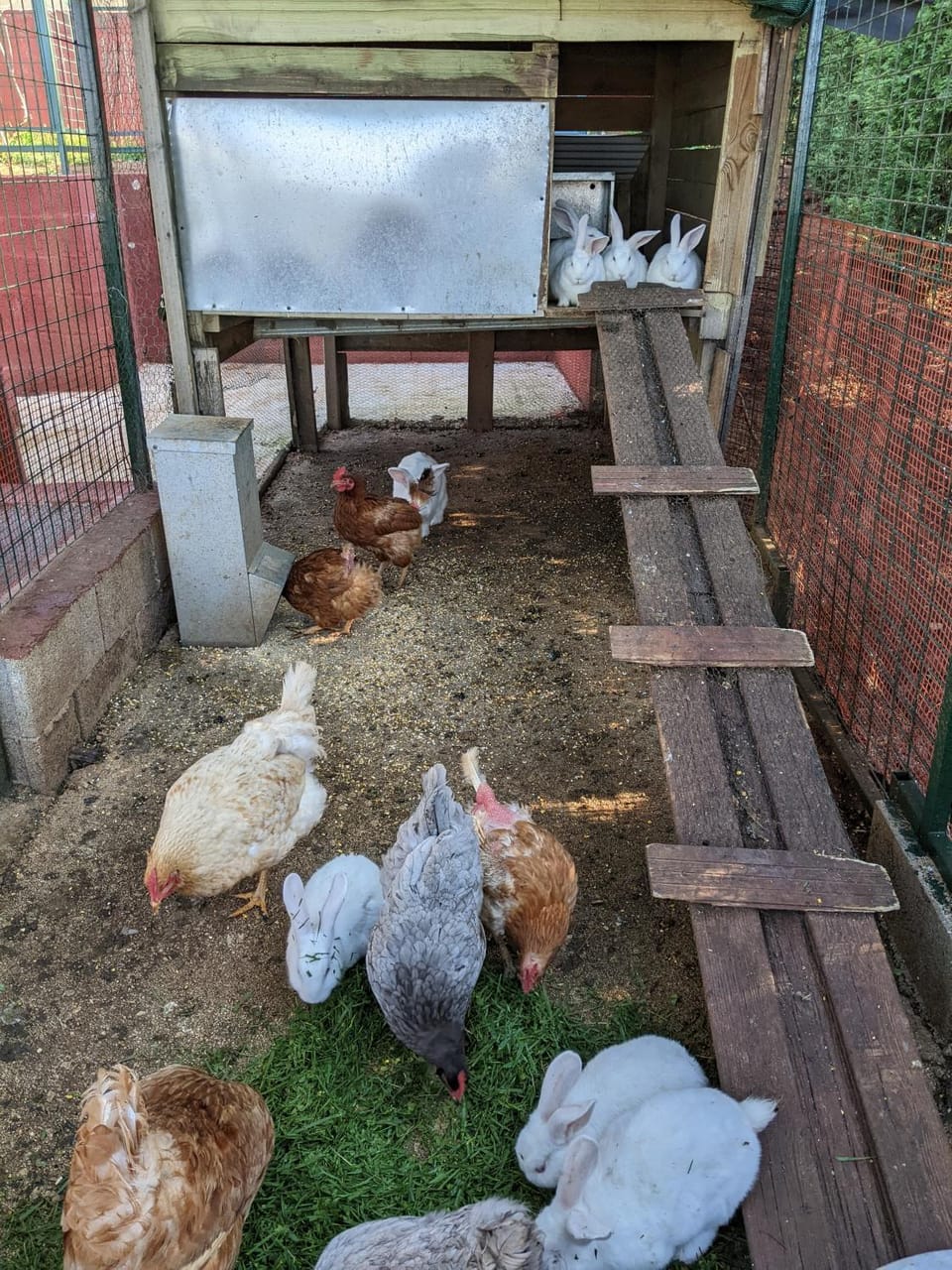Animals