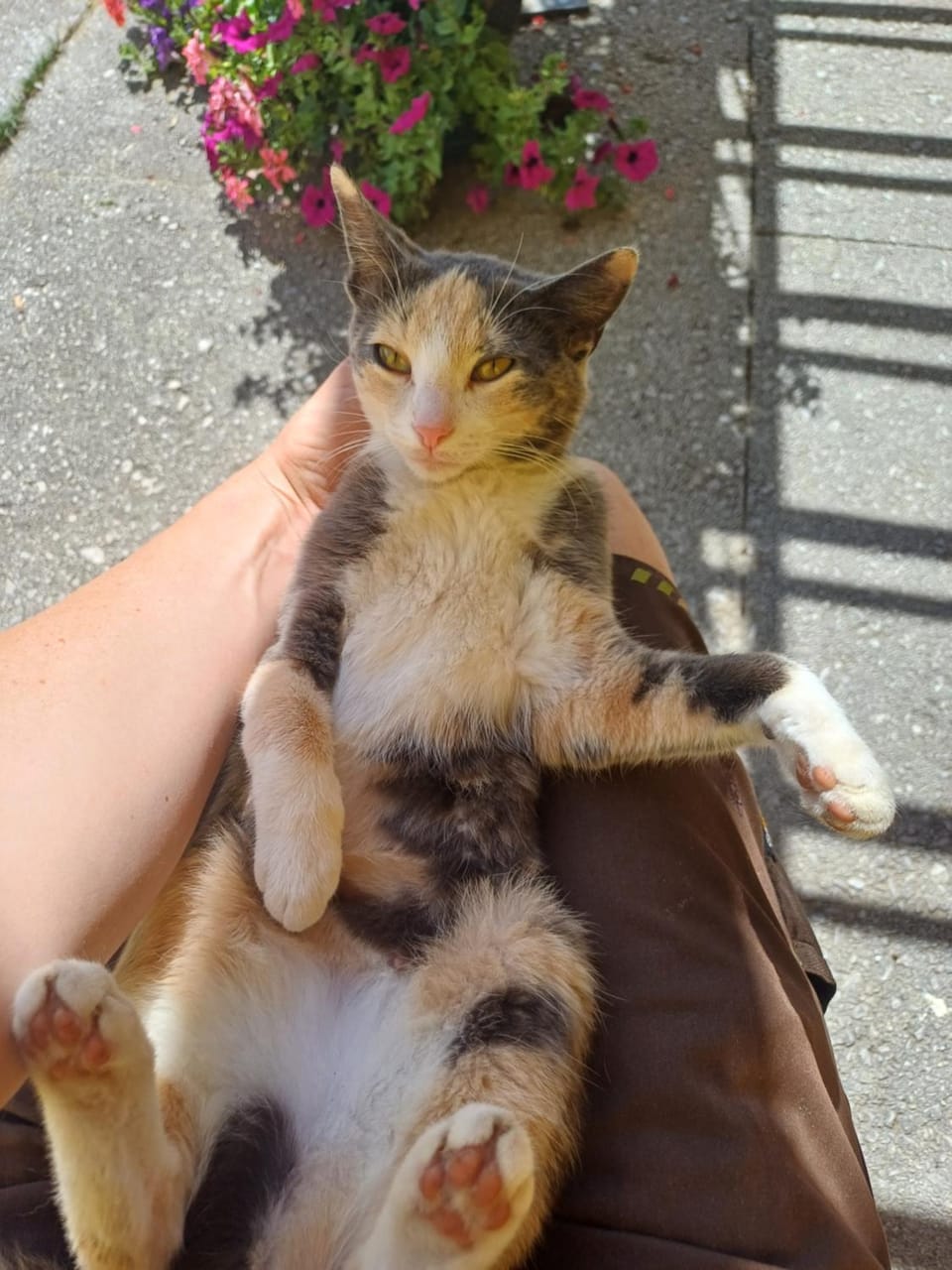 Pets