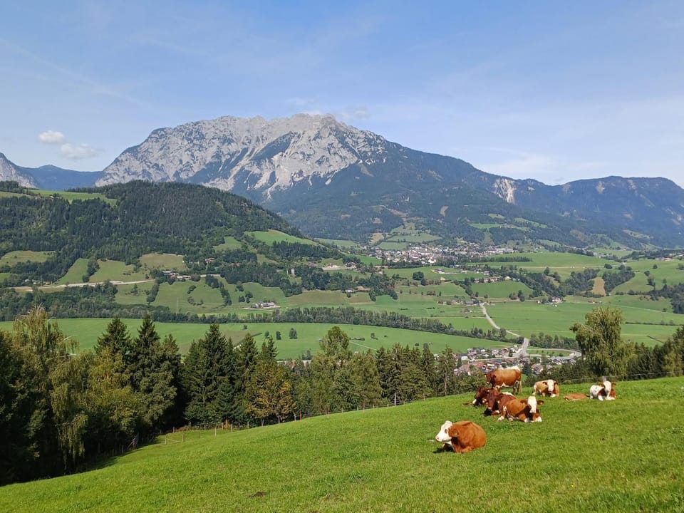 View (from property/room), Animals, Mountain view