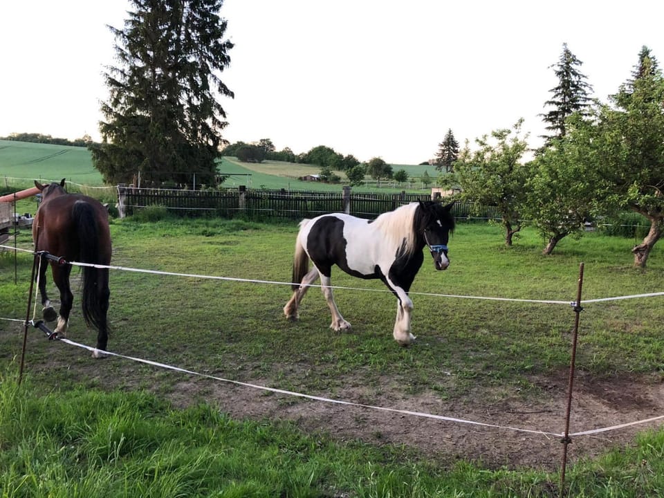 Property building, Pets