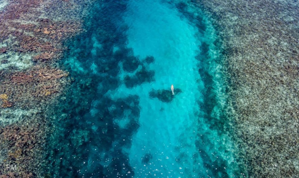 Natural landscape, Snorkeling, Diving, Animals
