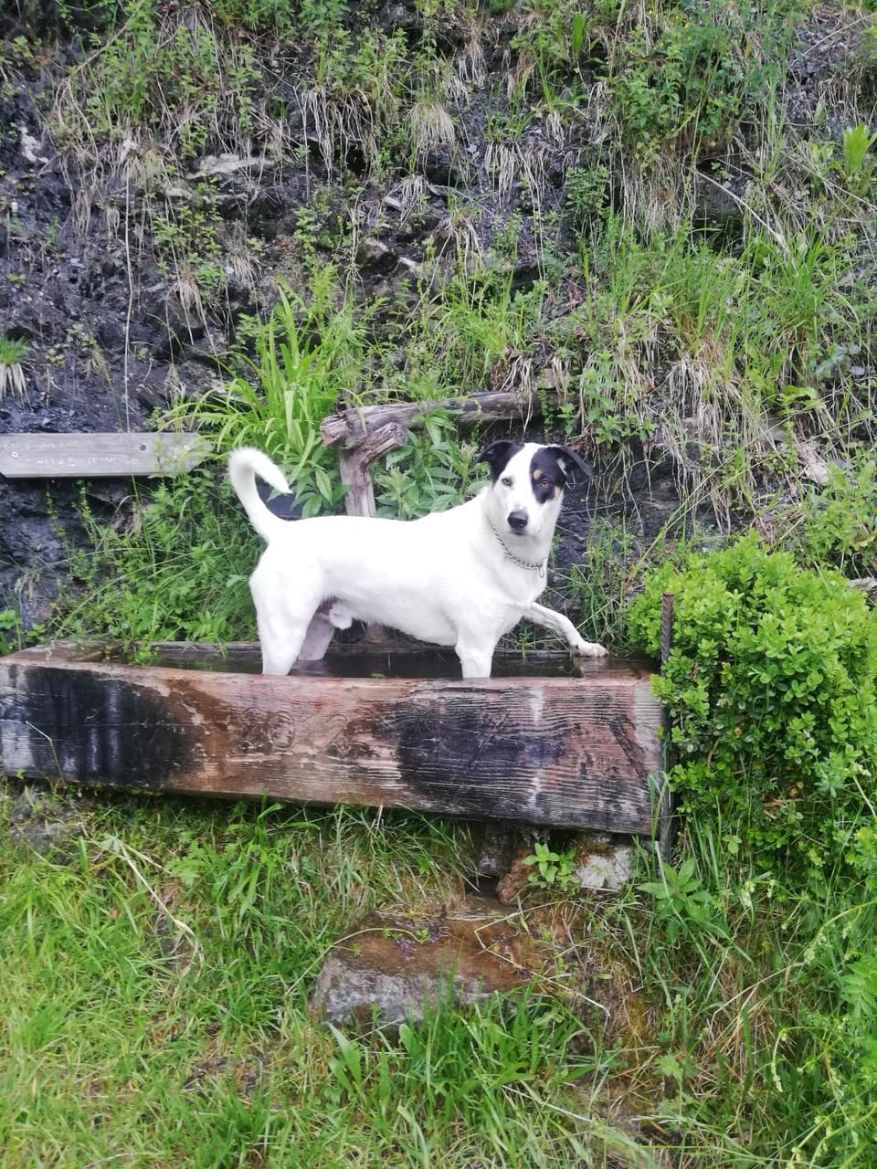 Apartment Lainer Apartment in Salzburgerland