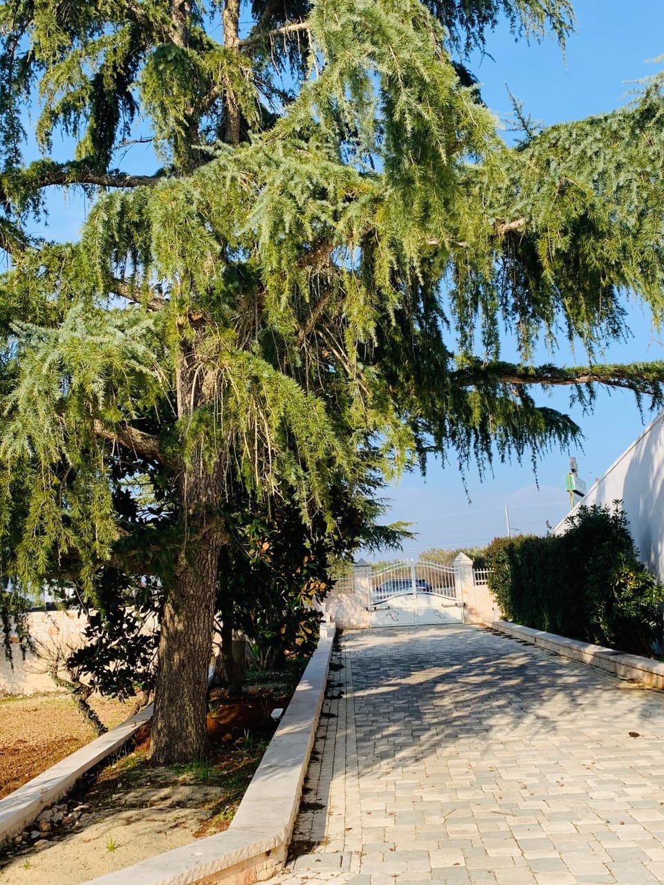 Garden view