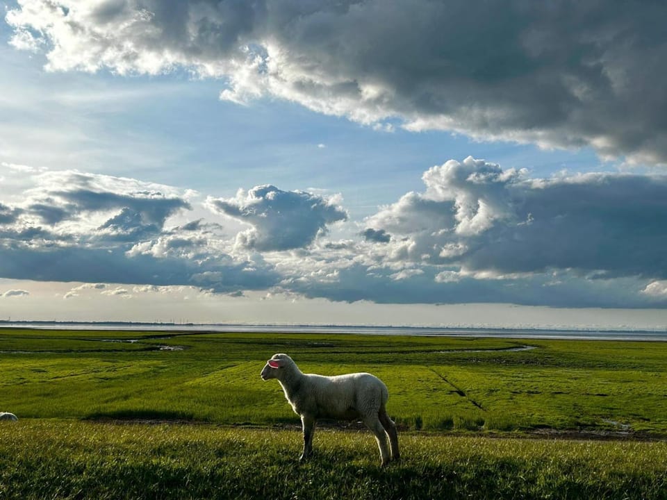 Natural landscape, Animals, Sea view