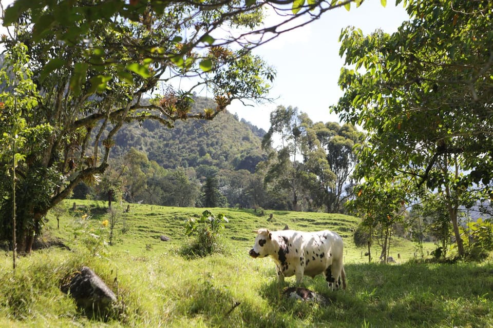 Off site, Animals, Mountain view