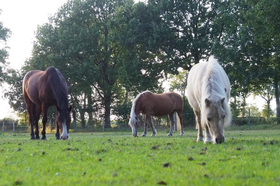 Animals