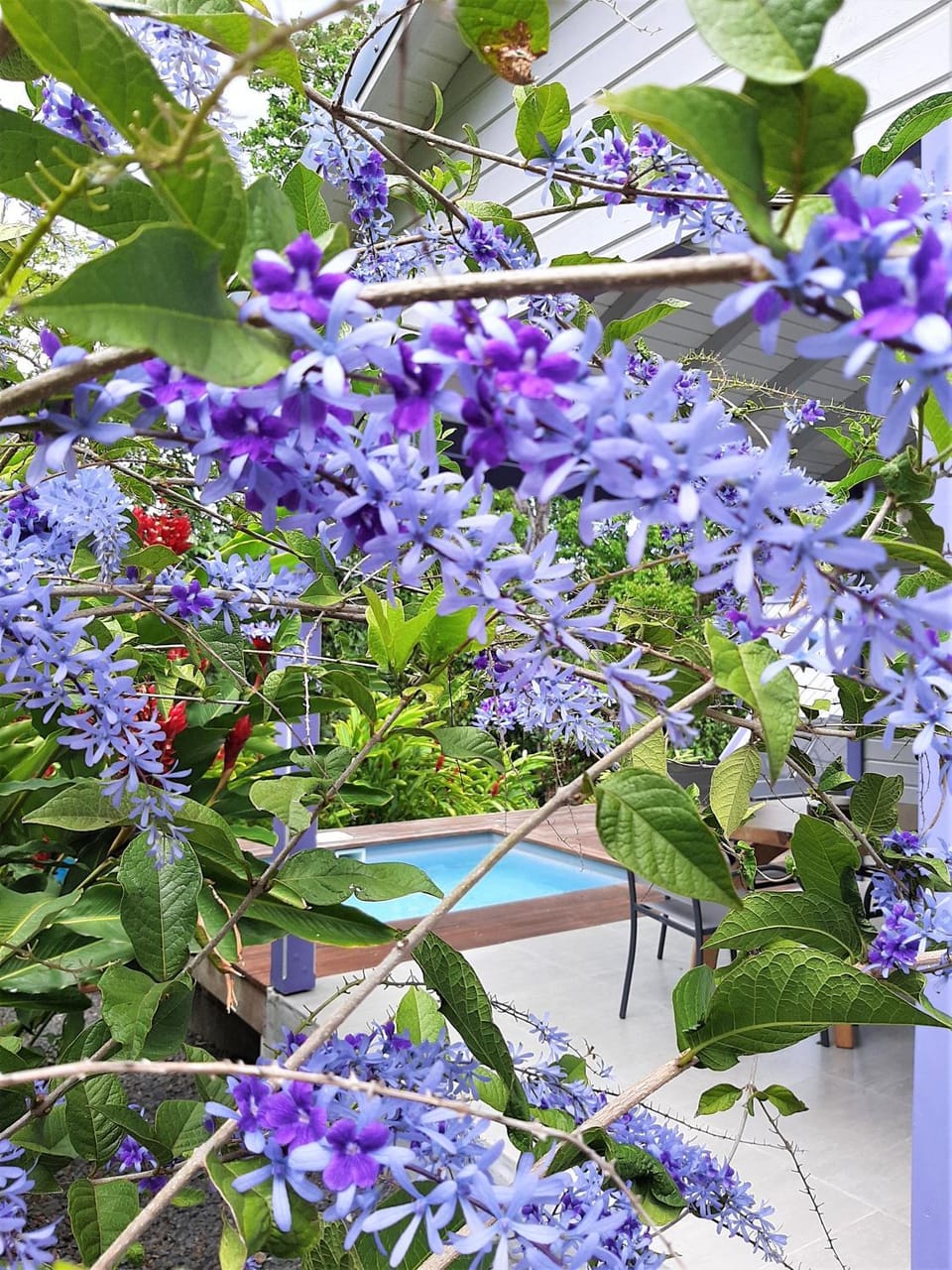 Garden view