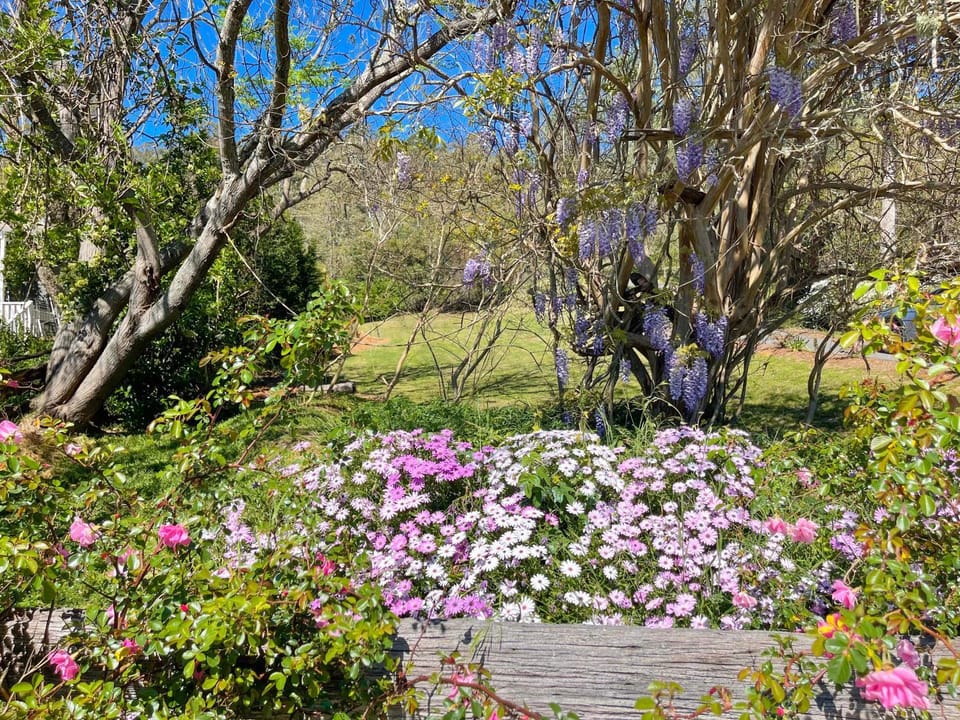 Garden view