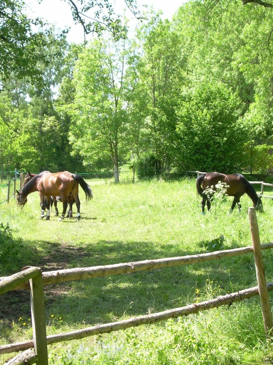 Animals