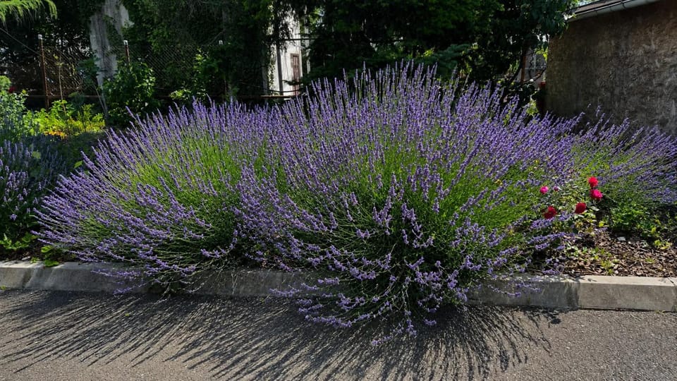 Patio, Garden, Garden