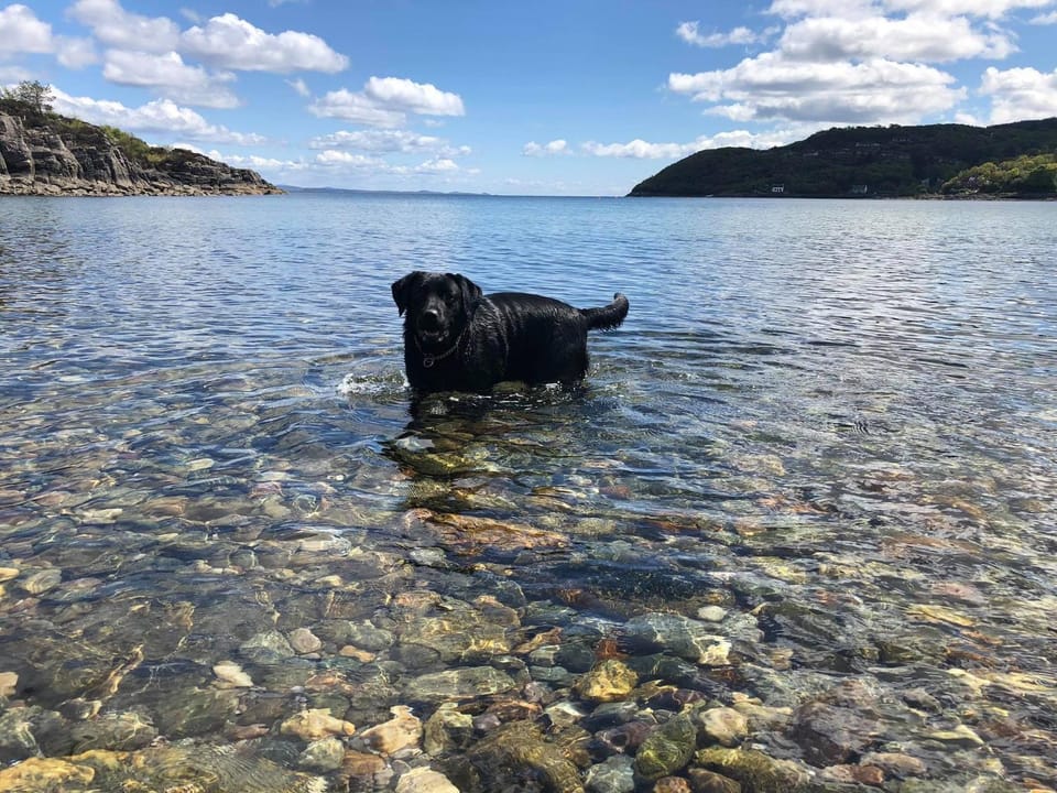 Beach, Pets
