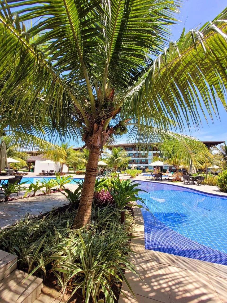Day, Garden, Garden view, Pool view, Swimming pool, sunbed