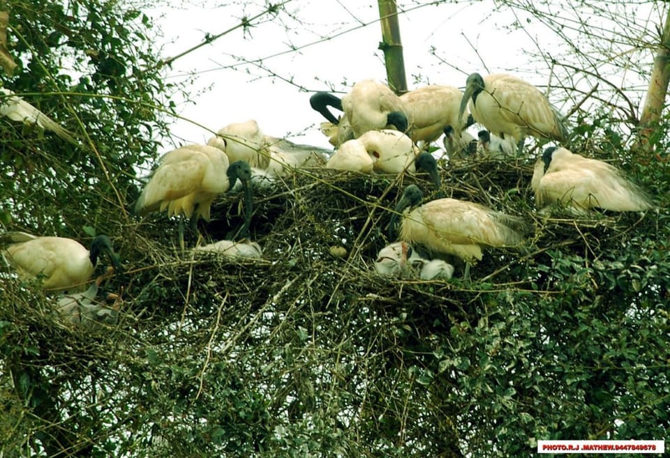 Animals