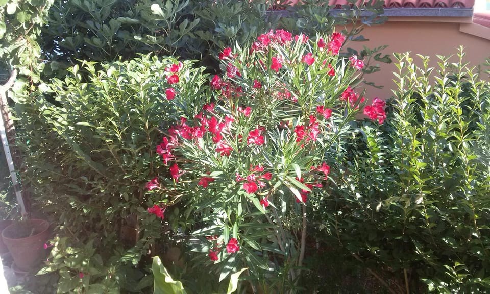 Garden, Garden view