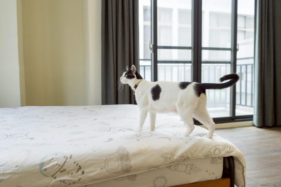 Bed, Pets