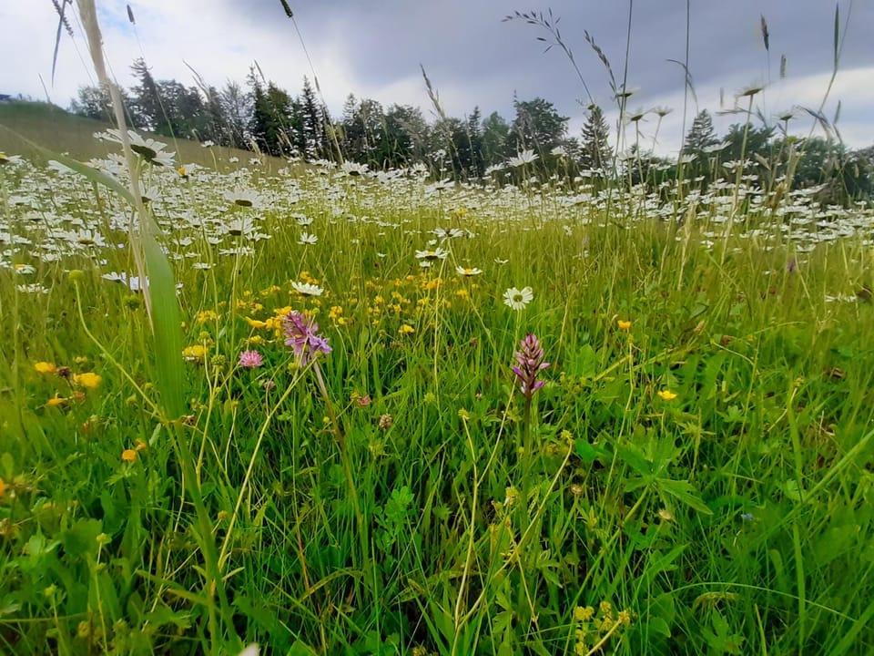 Appartement Ingrid Apartment in Bregenz