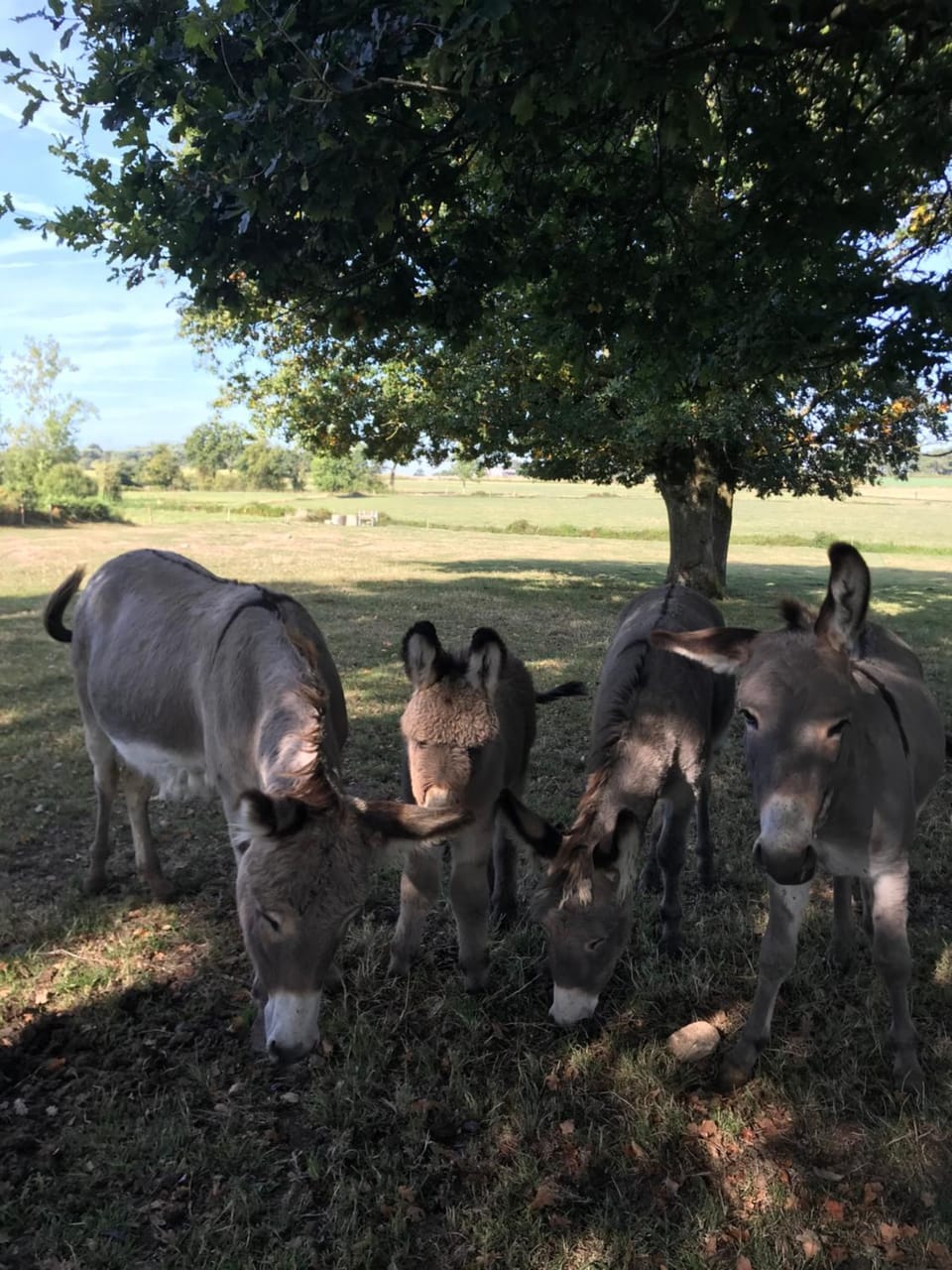 Animals