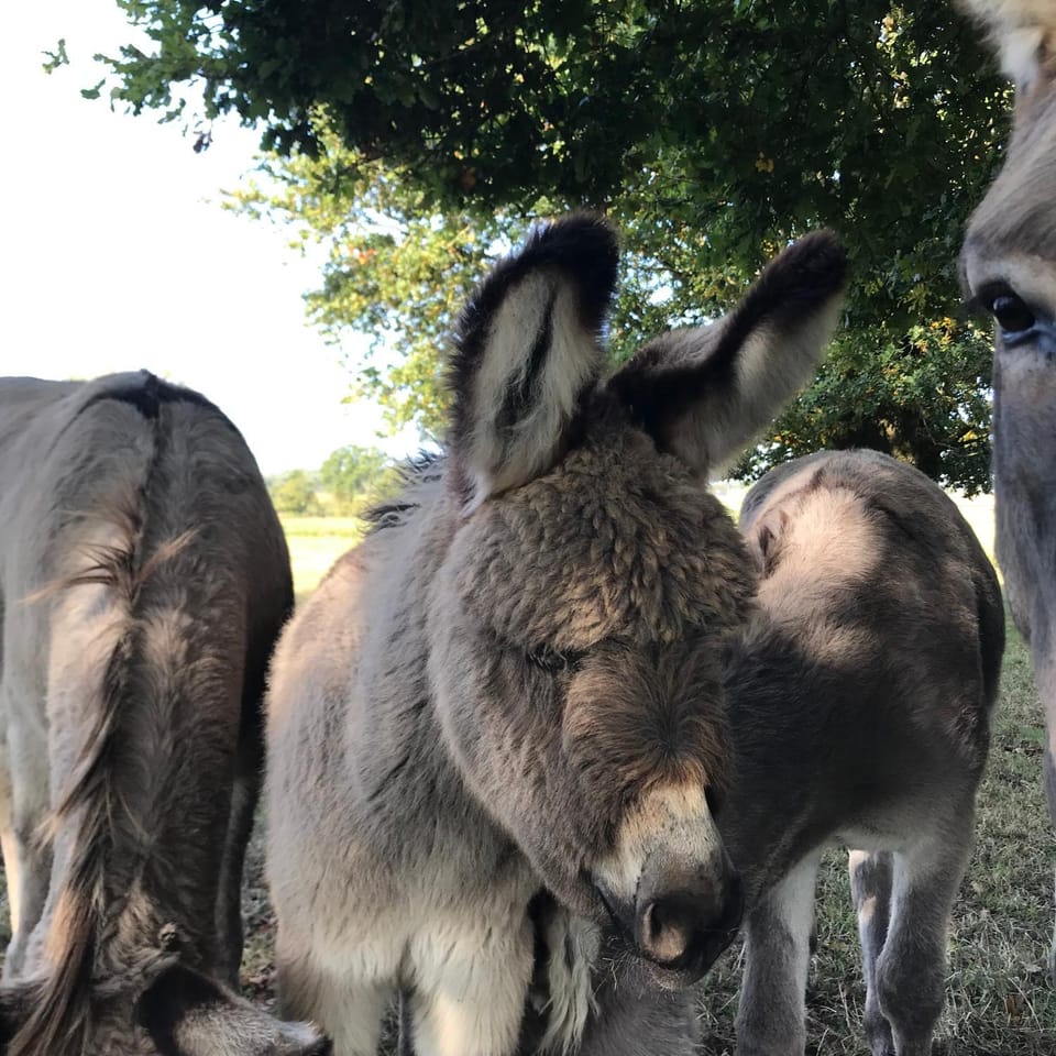 Animals