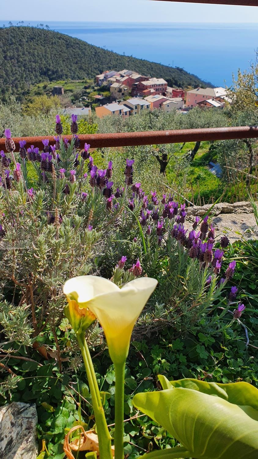 Garden, Garden, Sea view