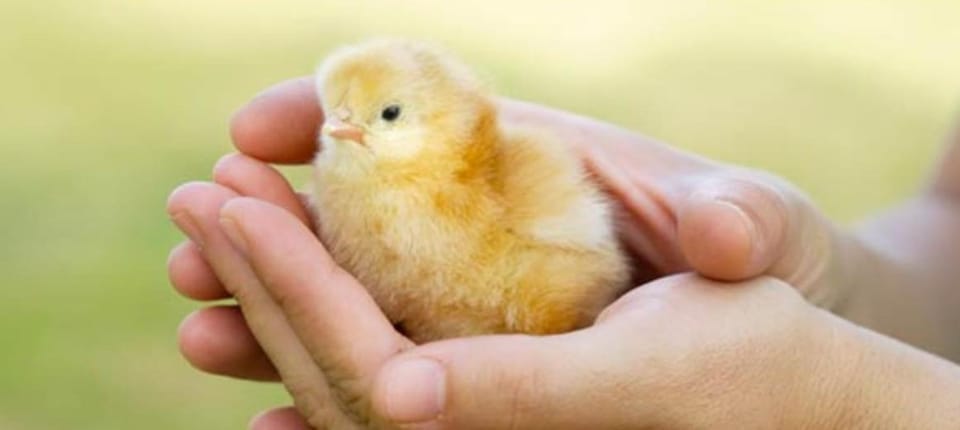 Apartment Hollenze - Gruberhof Apartment in Trentino-South Tyrol