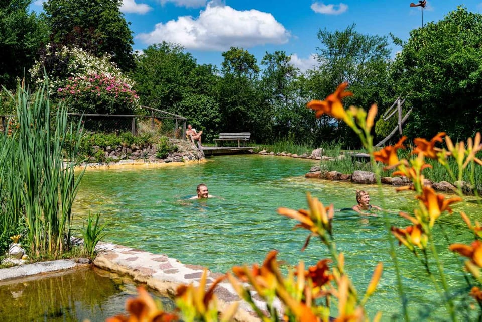 Garden, Guests, Swimming pool
