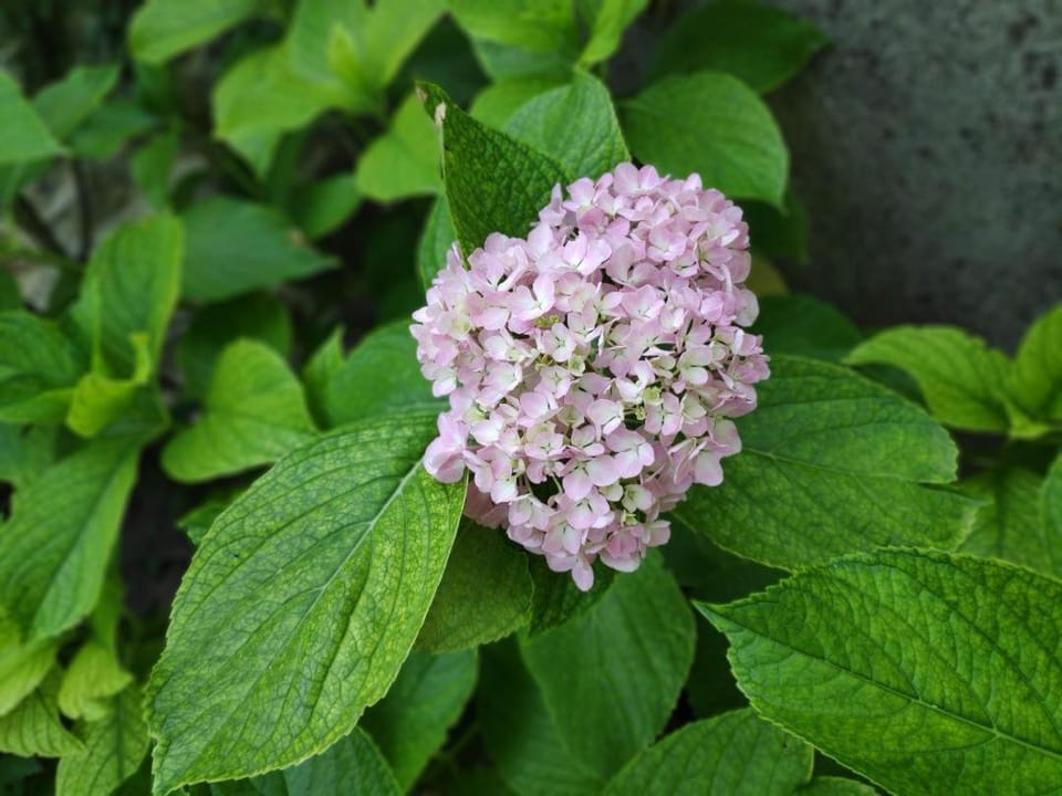 Maison de village Ardéchoise à Les Vans House in Les Vans