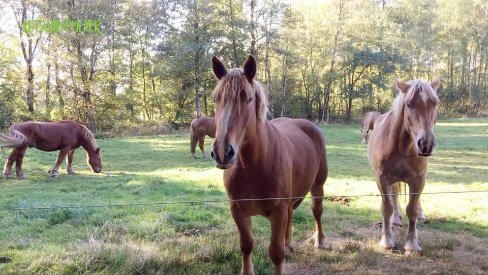 Animals