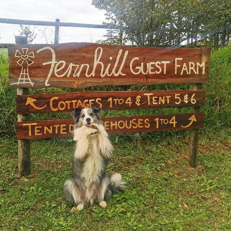 Facade/entrance, Pets