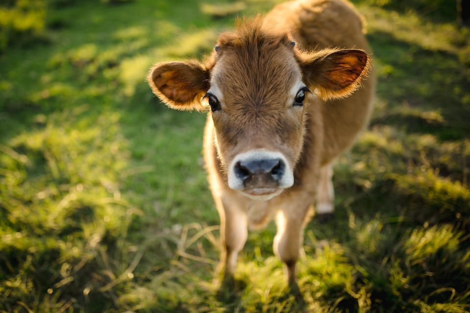 Animals