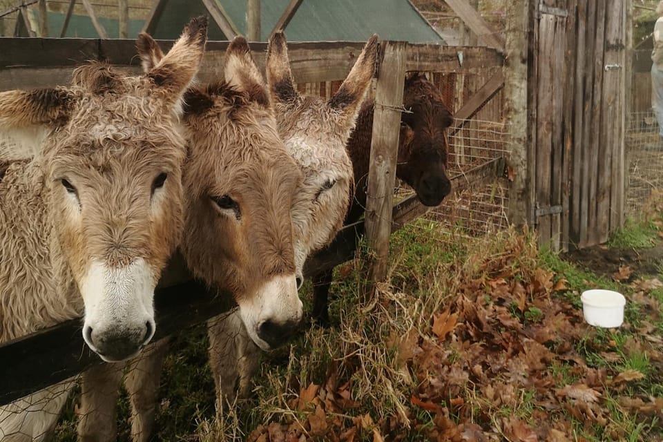 Animals