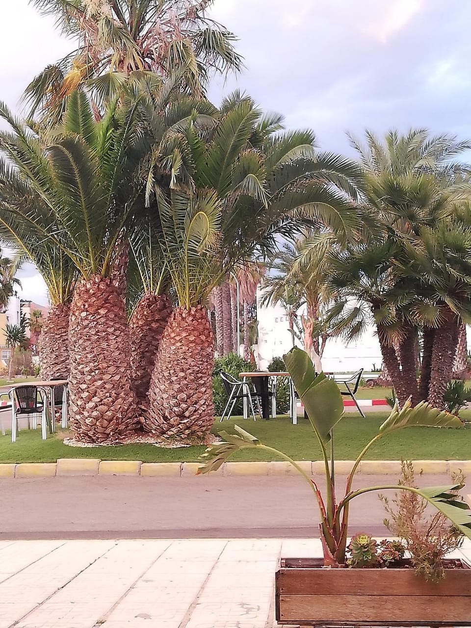 Garden view