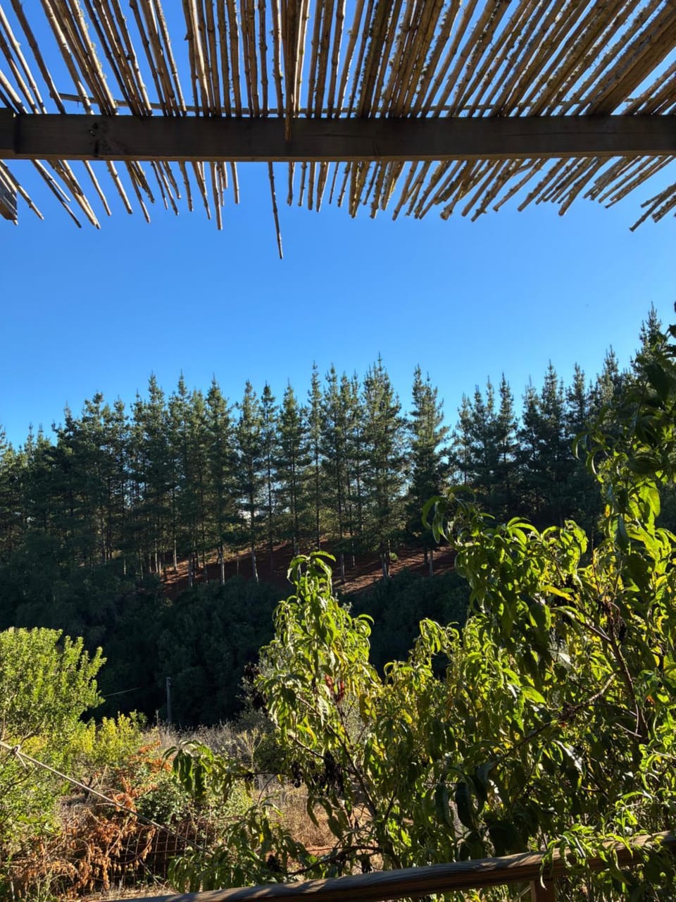 Day, Natural landscape, Garden view, Garden view